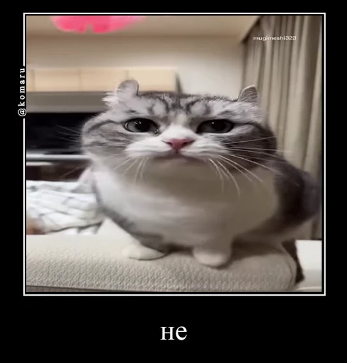🌟 Стикер «лифамистр» для Telegram