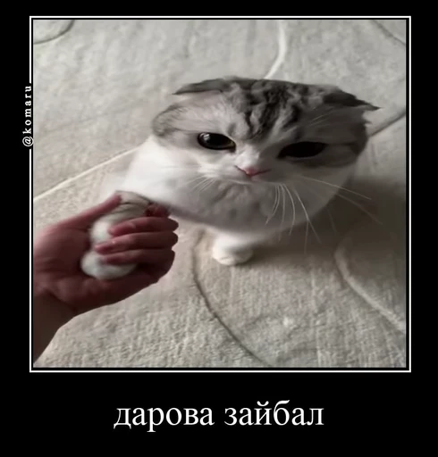 🌟 Стикер «лифамистр» для Telegram