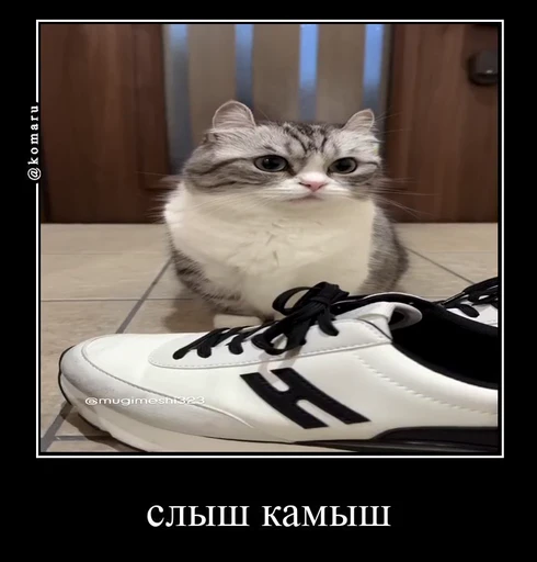 🌟 Стикер «лифамистр» для Telegram