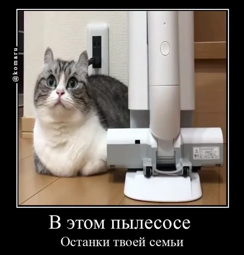 🌟 Стикер «лифамистр» для Telegram