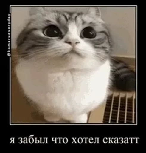 🌟 Стикер «лифамистр» для Telegram