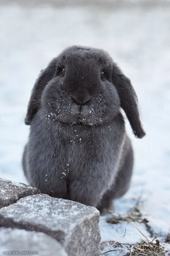 🐰 Стикер «RABBITS» для Telegram