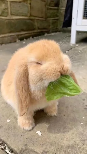 😁 Стикер «RABBITS» для Telegram