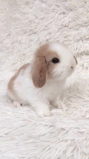 🐰 Стикер «RABBITS» для Telegram