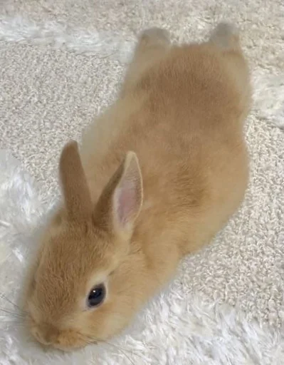 😮‍💨 Стикер «RABBITS» для Telegram