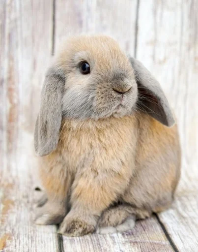 🐰 Стикер «RABBITS» для Telegram