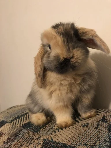 😁 Стикер «RABBITS» для Telegram