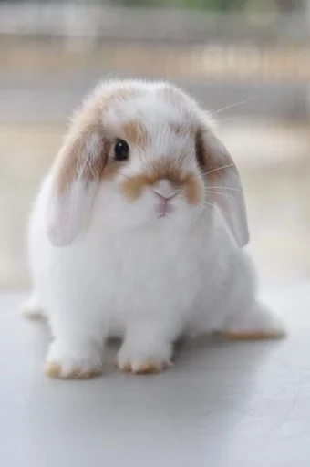 🐰 Стикер «RABBITS» для Telegram