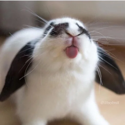 😝 Стикер «RABBITS» для Telegram