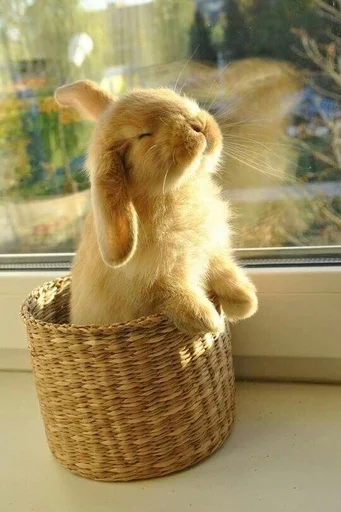 ☺️ Стикер «RABBITS» для Telegram
