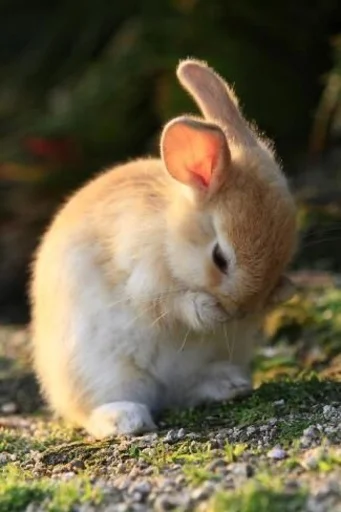 🧽 Стикер «RABBITS» для Telegram
