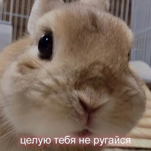 💋 Стикер «RABBITS» для Telegram