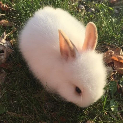 🐰 Стикер «RABBITS» для Telegram