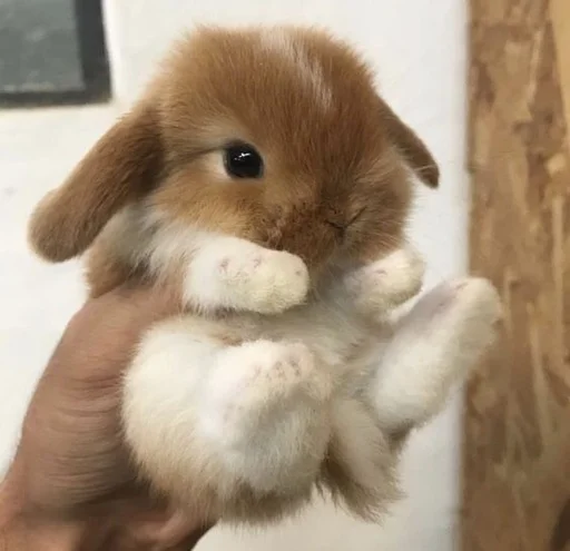😇 Стикер «RABBITS» для Telegram