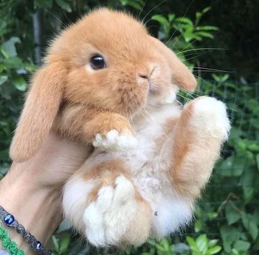 🐰 Стикер «RABBITS» для Telegram