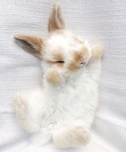 😴 Стикер «RABBITS» для Telegram