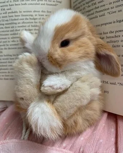 😁 Стикер «RABBITS» для Telegram