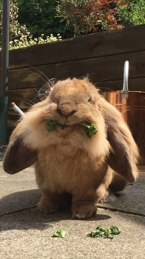 🥣 Стикер «RABBITS» для Telegram