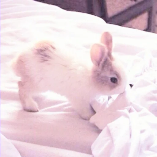 Стикерпак ᭝݊sOft rabbit ⵓ ⿴༘͜᭼̣ꪆ для Telegram — скачать