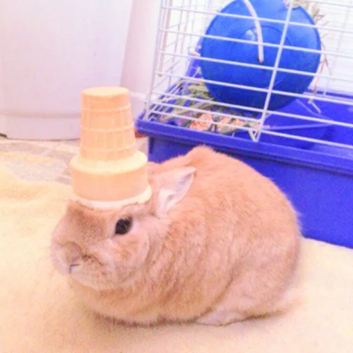 🐰 Стикер «᭝݊sOft rabbit ⵓ ⿴༘͜᭼̣ꪆ» для Telegram