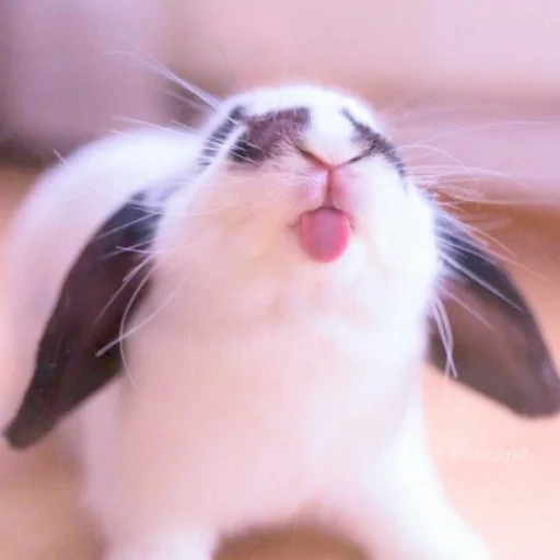 🐰 Стикер «᭝݊sOft rabbit ⵓ ⿴༘͜᭼̣ꪆ» для Telegram