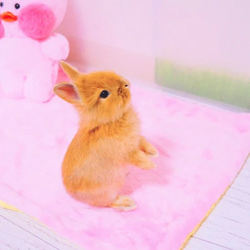 🐰 Стикер «᭝݊sOft rabbit ⵓ ⿴༘͜᭼̣ꪆ» для Telegram