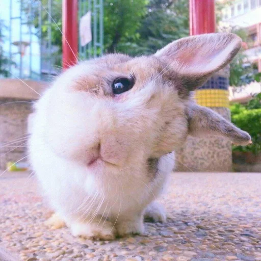 🐰 Стикер «᭝݊sOft rabbit ⵓ ⿴༘͜᭼̣ꪆ» для Telegram