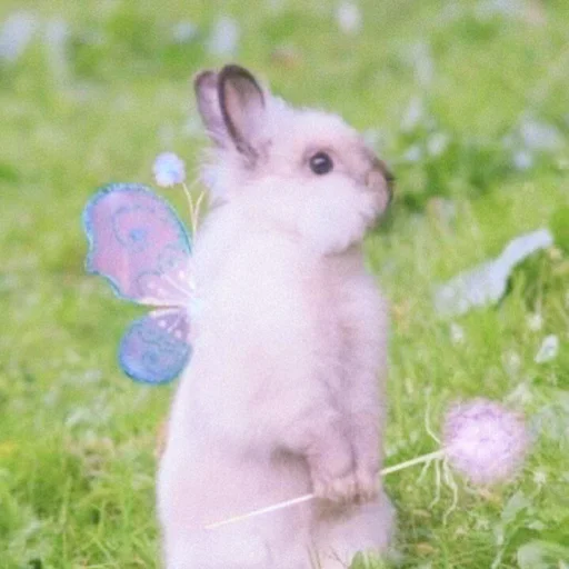 🐰 Стикер «᭝݊sOft rabbit ⵓ ⿴༘͜᭼̣ꪆ» для Telegram