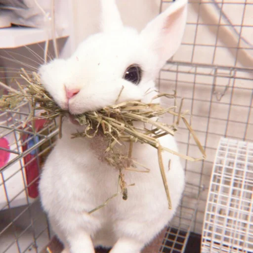 🐰 Стикер «᭝݊sOft rabbit ⵓ ⿴༘͜᭼̣ꪆ» для Telegram