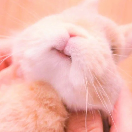 🐰 Стикер «᭝݊sOft rabbit ⵓ ⿴༘͜᭼̣ꪆ» для Telegram