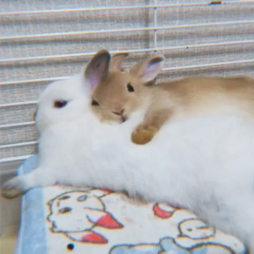 🐰 Стикер «᭝݊sOft rabbit ⵓ ⿴༘͜᭼̣ꪆ» для Telegram