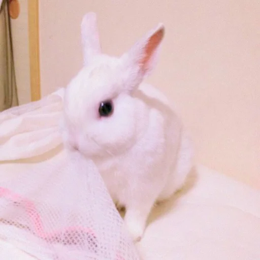 🐰 Стикер «᭝݊sOft rabbit ⵓ ⿴༘͜᭼̣ꪆ» для Telegram