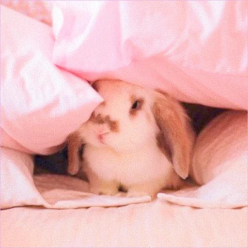 🐰 Стикер «᭝݊sOft rabbit ⵓ ⿴༘͜᭼̣ꪆ» для Telegram