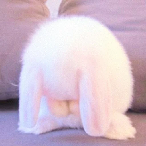🐰 Стикер «᭝݊sOft rabbit ⵓ ⿴༘͜᭼̣ꪆ» для Telegram