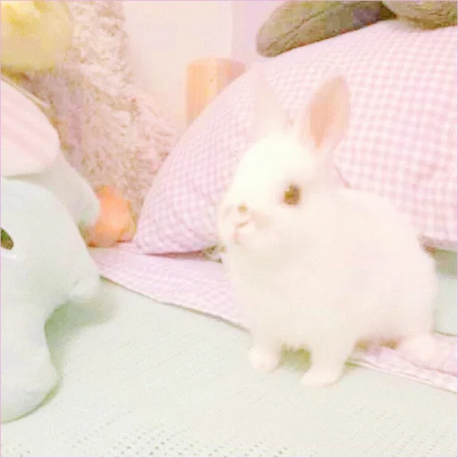 🐰 Стикер «᭝݊sOft rabbit ⵓ ⿴༘͜᭼̣ꪆ» для Telegram