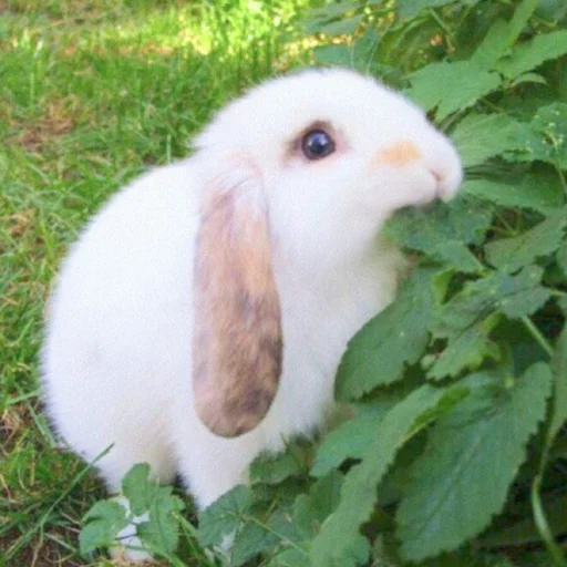 🐰 Стикер «᭝݊sOft rabbit ⵓ ⿴༘͜᭼̣ꪆ» для Telegram