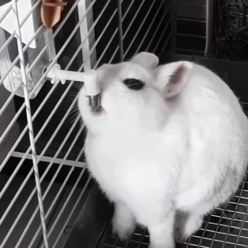 🐇 Стикер «Rabbits» для Telegram
