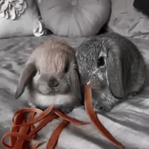 🐇 Стикер «Rabbits» для Telegram