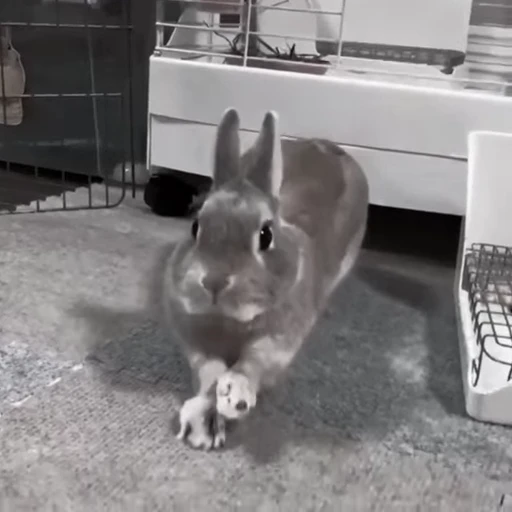 🐇 Стикер «Rabbits» для Telegram