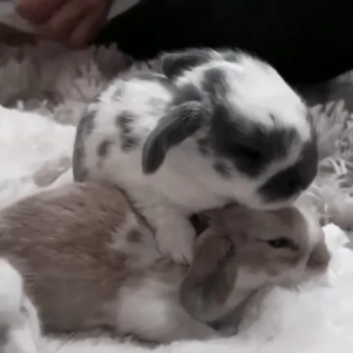 🐇 Стикер «Rabbits» для Telegram