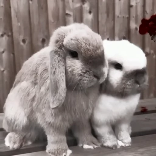 🐇 Стикер «Rabbits» для Telegram