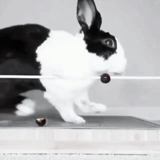 🐇 Стикер «Rabbits» для Telegram