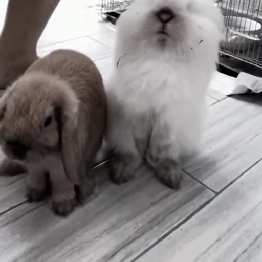 🐇 Стикер «Rabbits» для Telegram