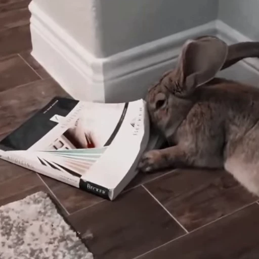 🐇 Стикер «Rabbits» для Telegram
