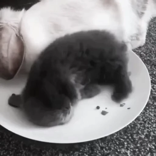 🐇 Стикер «Rabbits» для Telegram