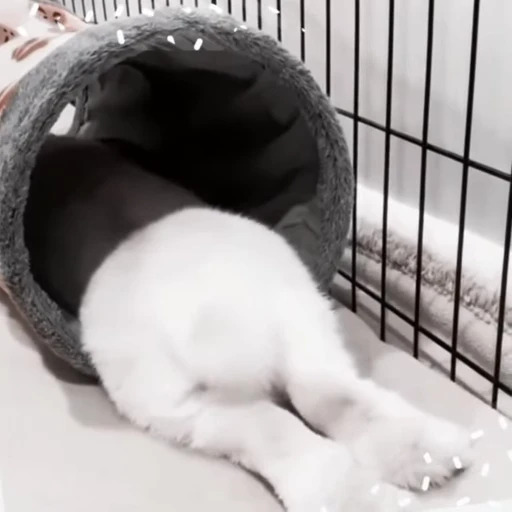 🐇 Стикер «Rabbits» для Telegram
