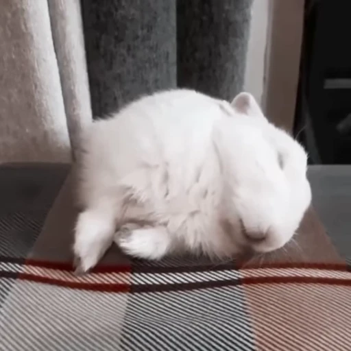 Стикерпак Rabbits для Telegram