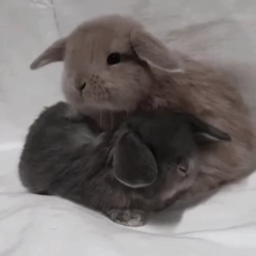 🐇 Стикер «Rabbits» для Telegram