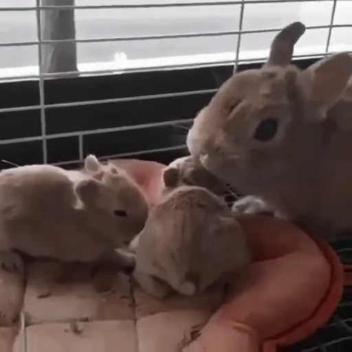 🐇 Стикер «Rabbits» для Telegram