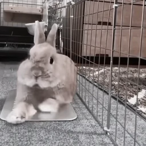 🐇 Стикер «Rabbits» для Telegram